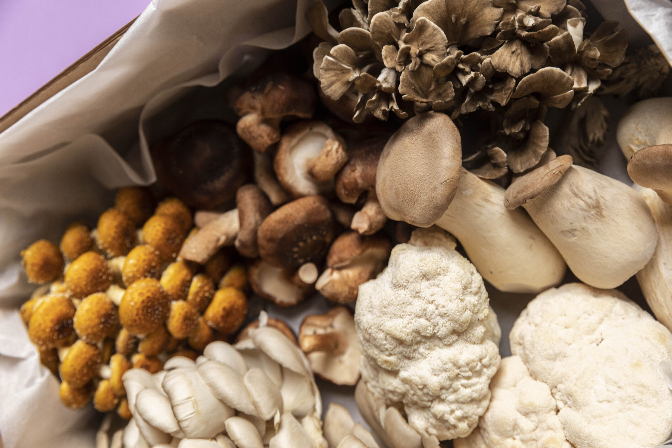 A selection of specialty mushrooms grown by Below Farm