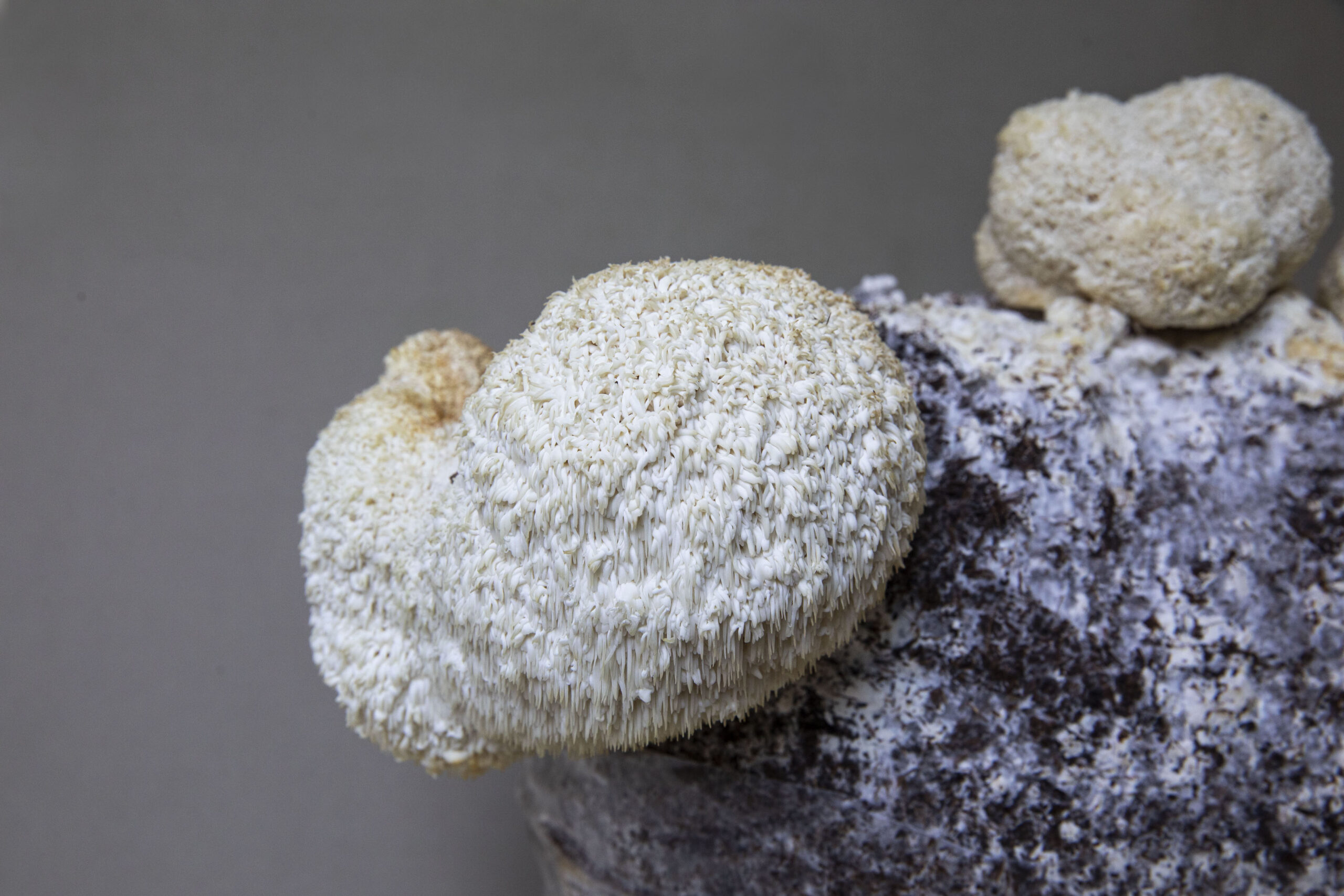Lion's Mane mushrooms growing at Below Farm